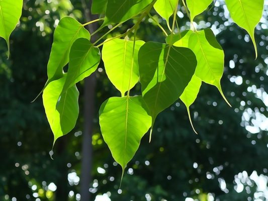 bodhi leaf 1583102 640