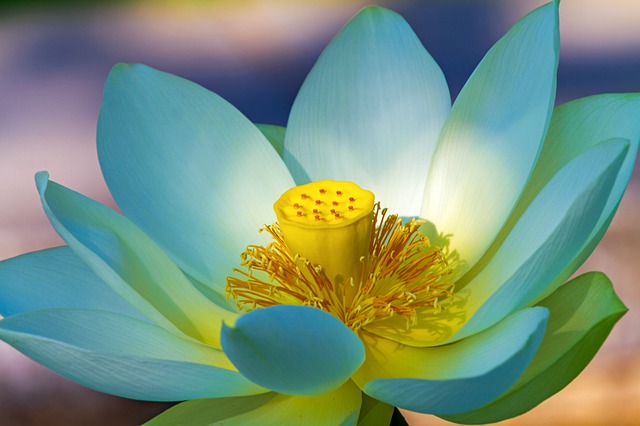 lotus flower 4427010 640