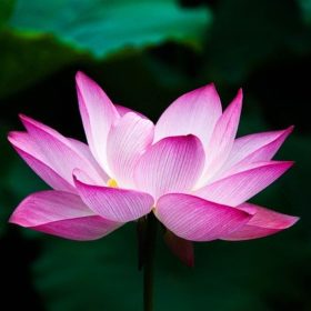 lotus 978659 640